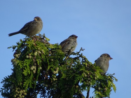 Huismus Huismus
