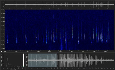 Pettersson sonogram